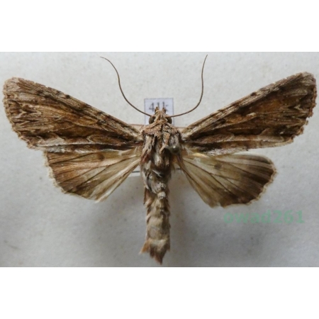 Apamea lithoxylaea (Denis & Schiffermüller, 1775) male Sówka drewnica Slovakia41k